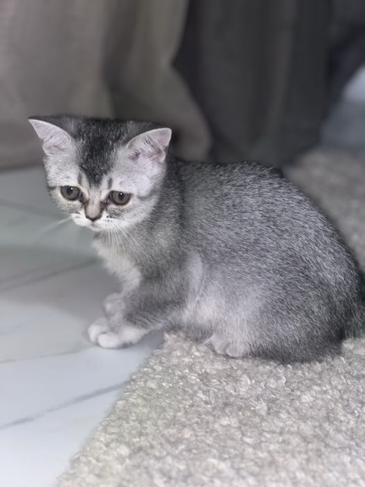 Кошеня британське срібна шиншила . Бейбі фейс