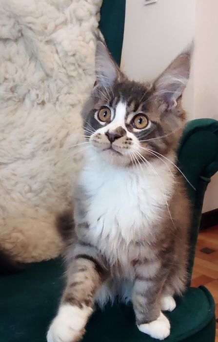 Maine Coon niebieski pręgowany kocurek rodowód FPL