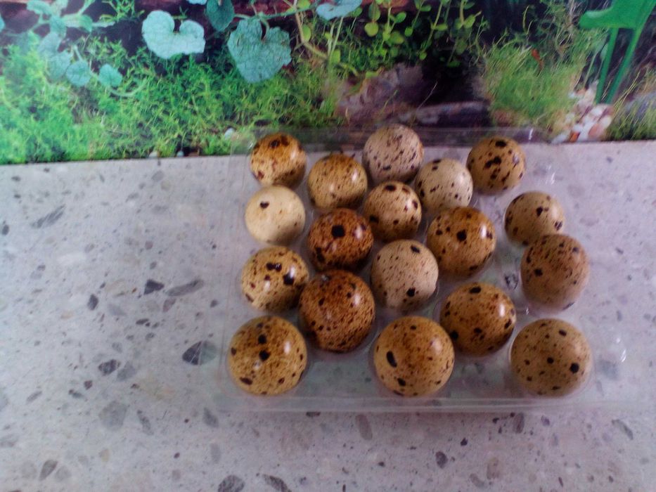 Jajka przepiórki, lęgowe  Texas Japońska Faraon Srebrna