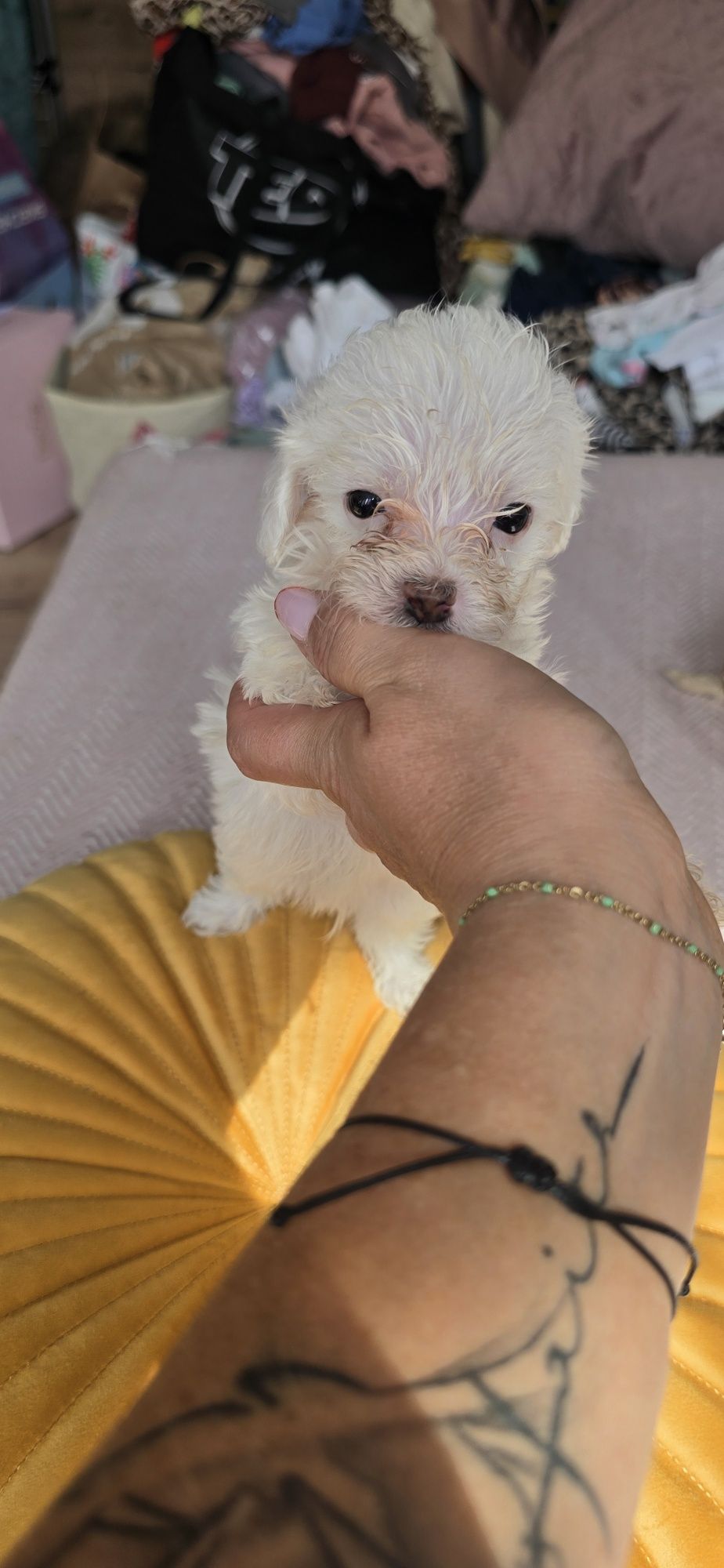 Malutki.Maltipoo