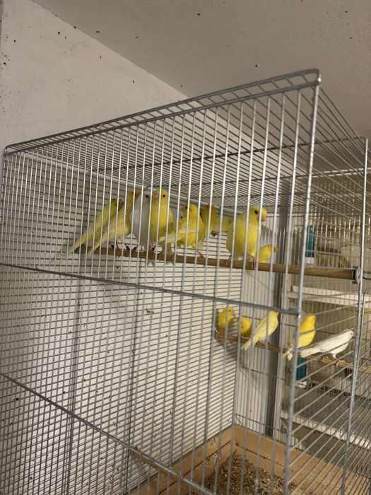 Kanarki samice żółte