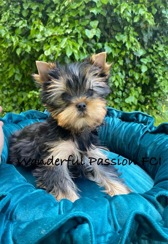 York Yorkshire terrier FCI ZKwP