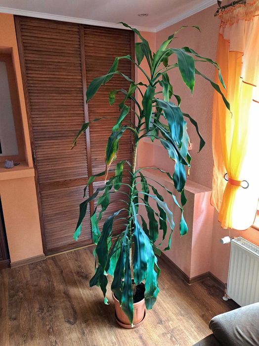 DRACENA WONNA wysokości 2 metrów