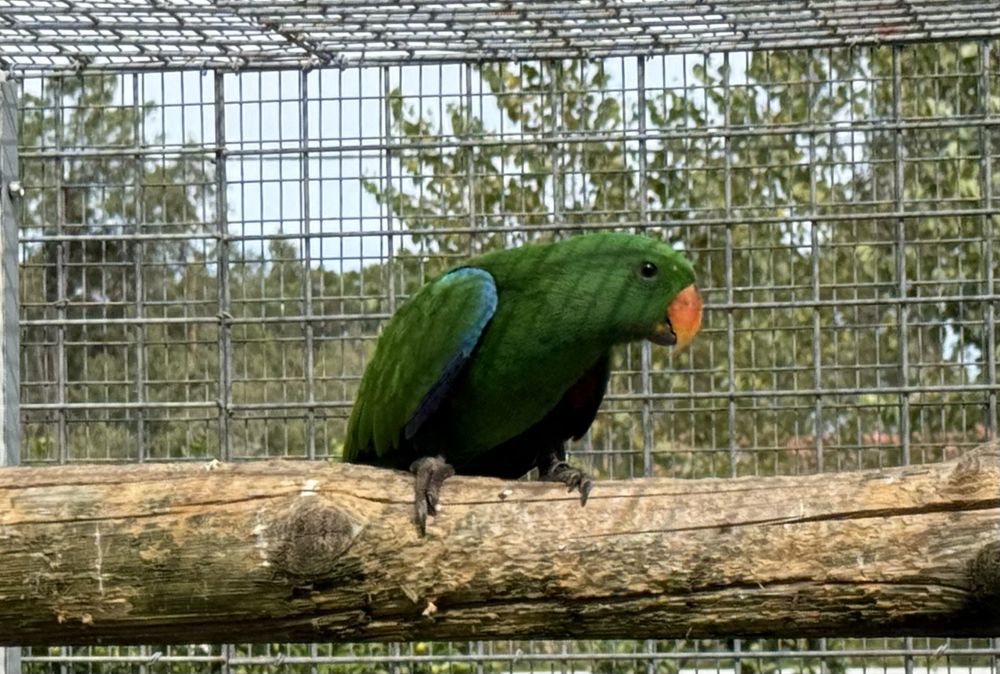 Papagaio ecletus macho 2025