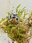Skakun Phidippus regius White Bahama Skakuny