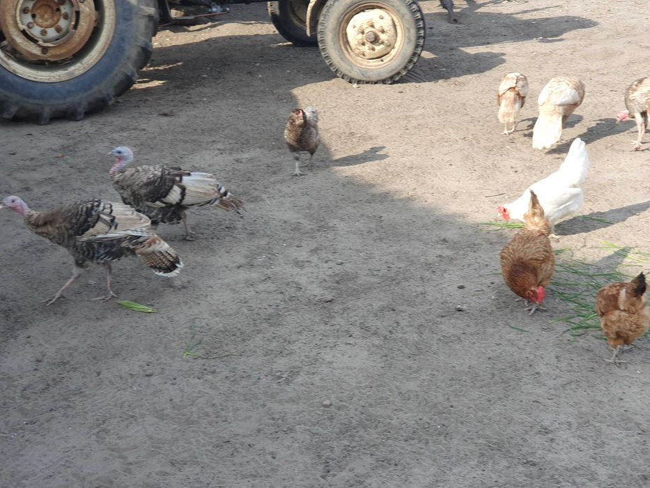 Sprzedam indyki swojskie