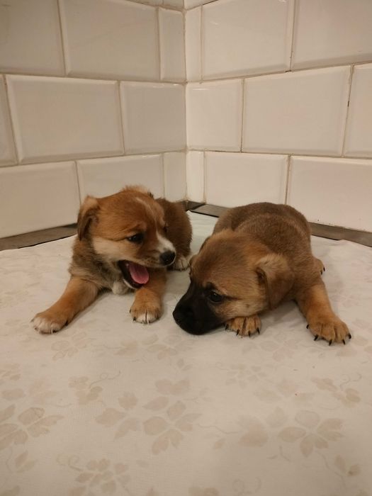 pieski szczeniaki oddam