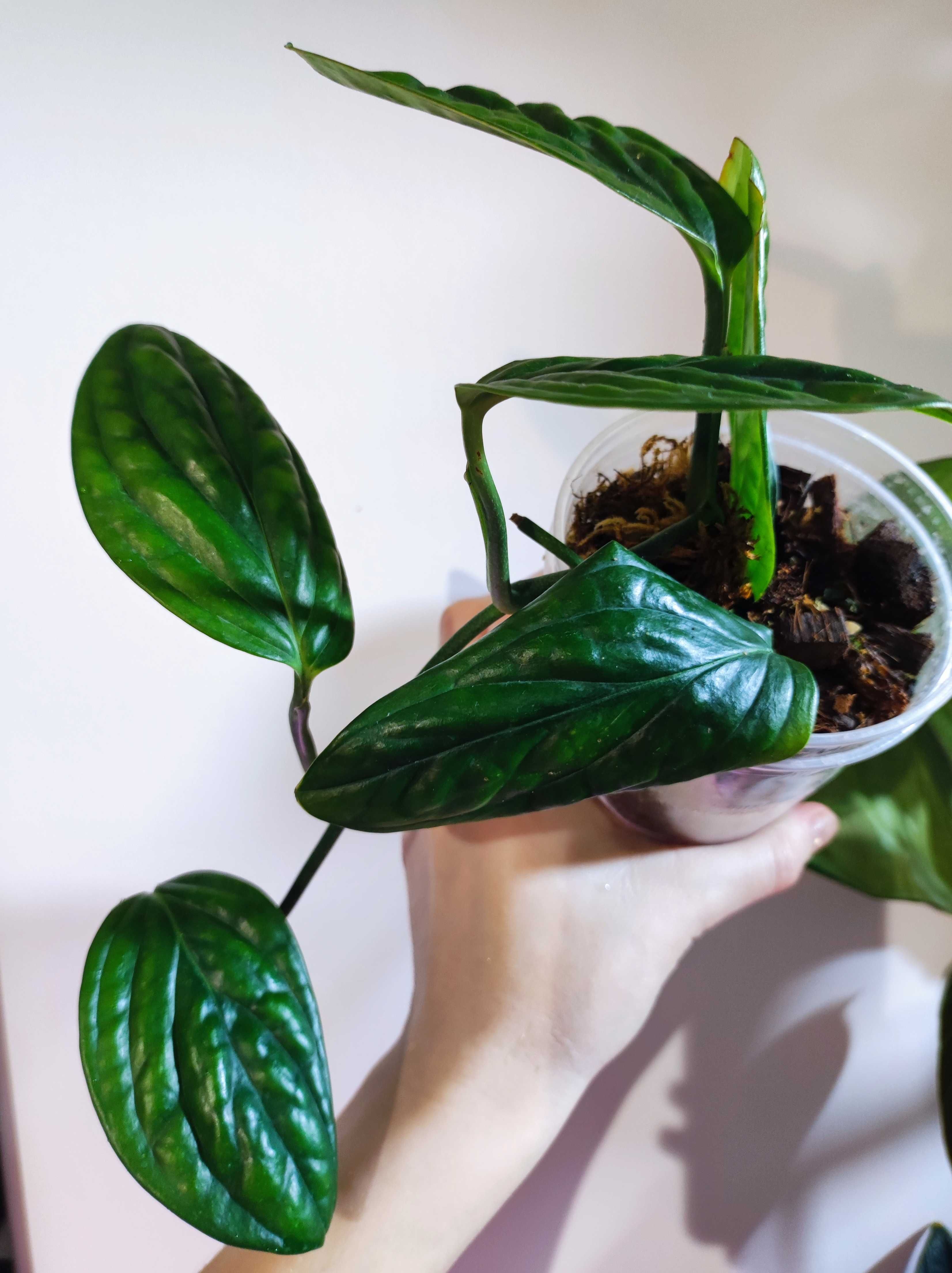 Monstera karstenianum Peru