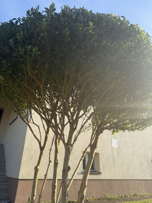 Bukszpan Wieczniezielony Bonsai