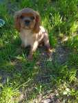 Cavalier King Charles spaniel FCI