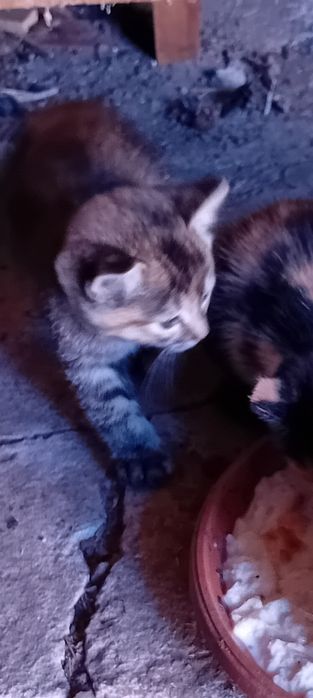 Oddam mały kotek  ten po lewej