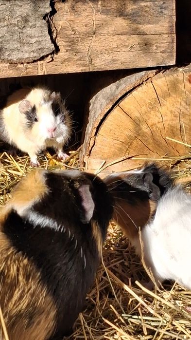 Świnka morska Kawia domowa