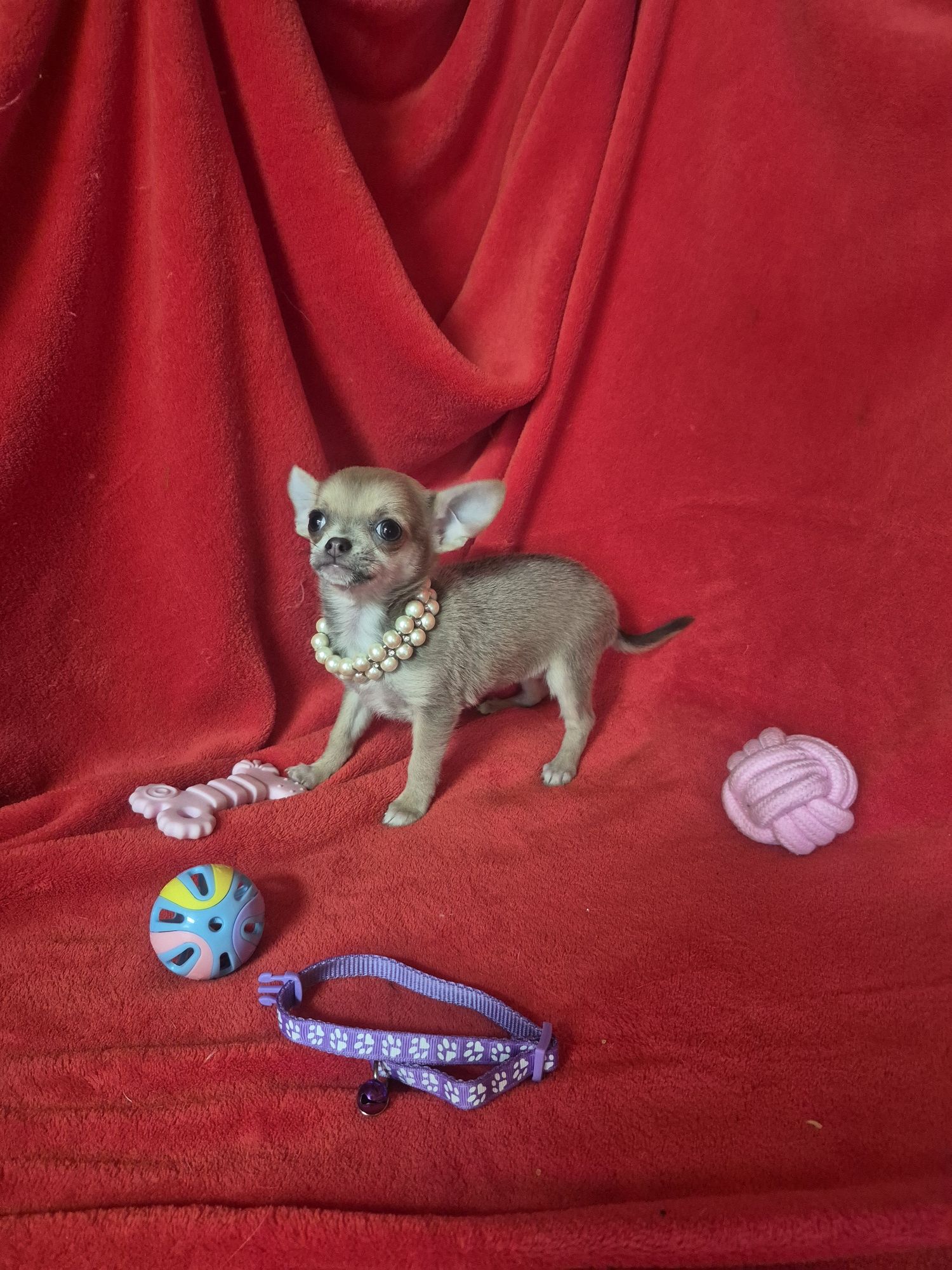 Chihuahua Macho Mini Criadora Registad