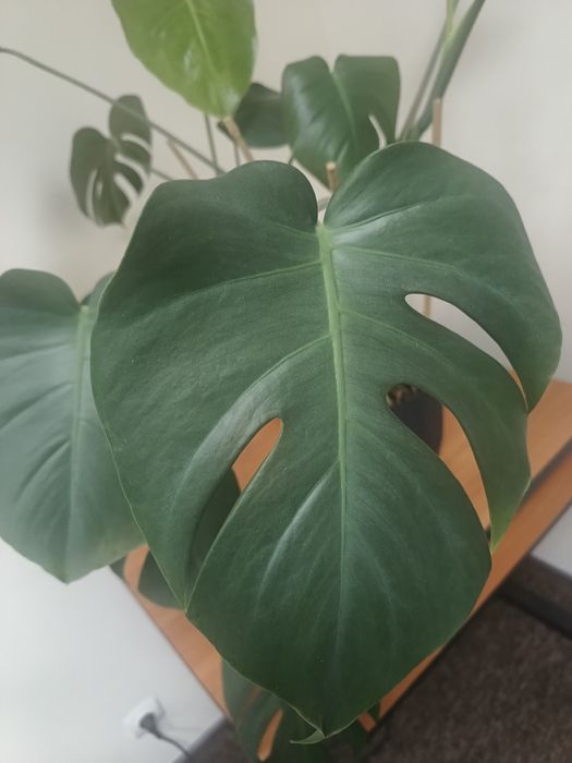 Kwiat Monstera ok.70/80 cm zdrowa piękna zadbana