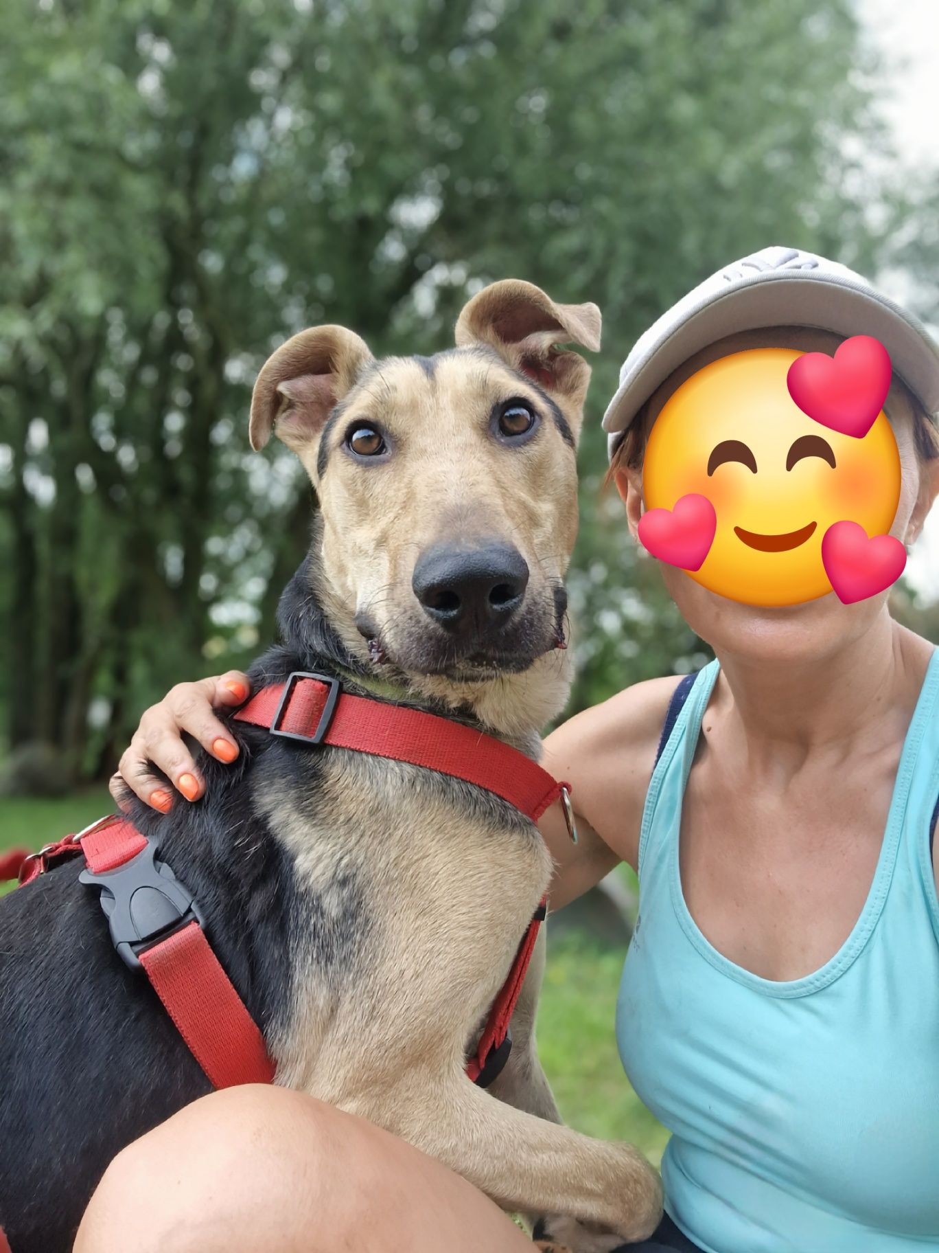 Młody psiak po przejściach szuka domu. Czy ktoś go zauważy