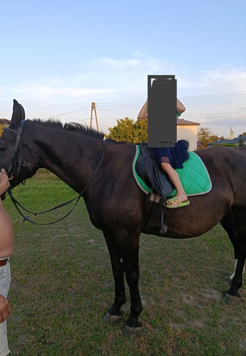 Klacz Śląska 14 letnia koń klacz kobyła