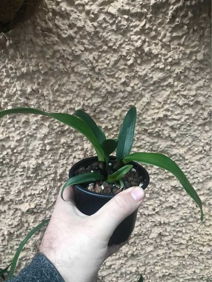 Orquidea Cattleya Portia Coerulea