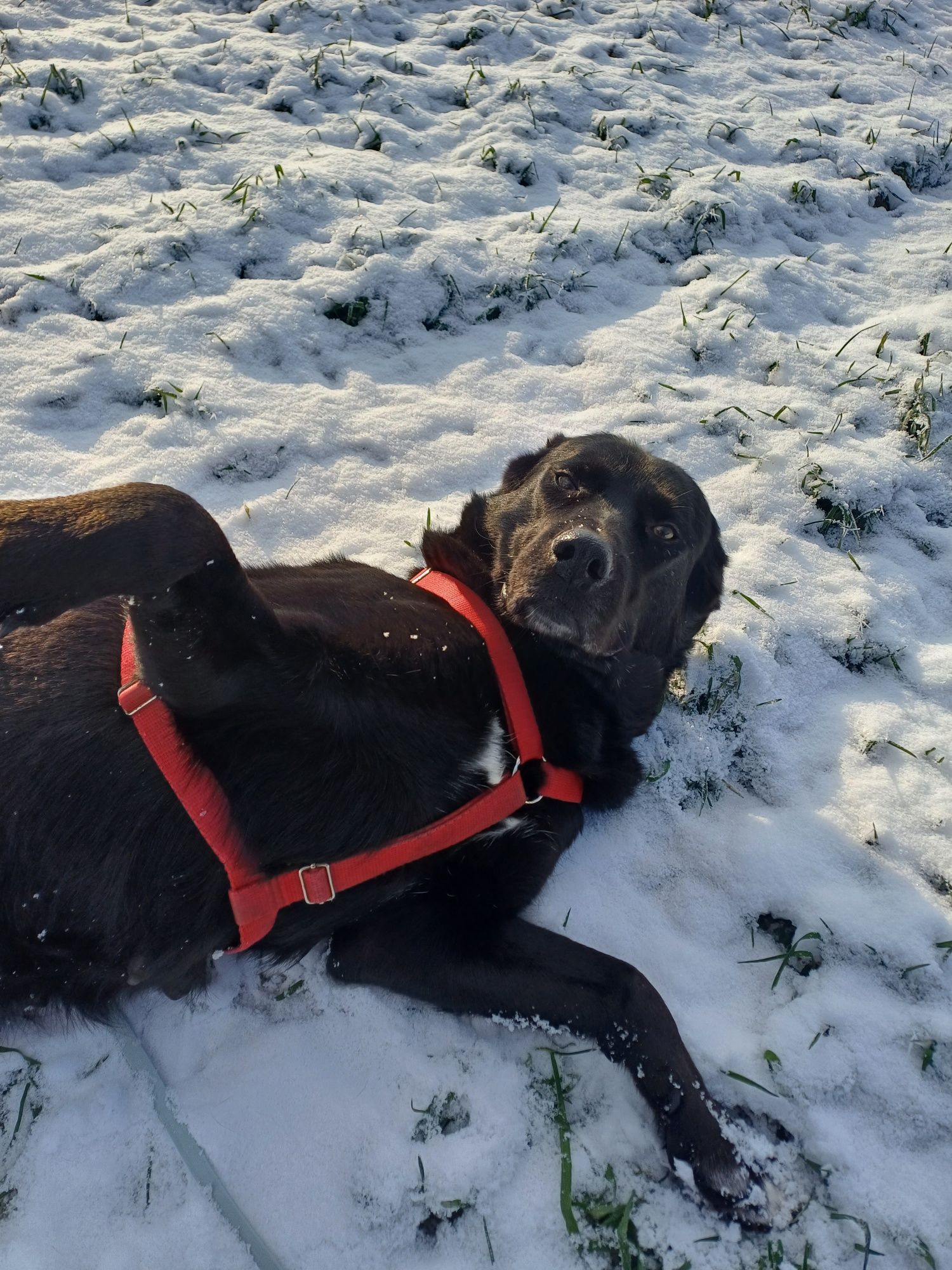 Sana w typie labrador szuka domu