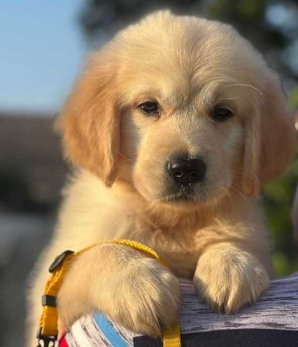 Голден ретривер. КСУ. Девочки золотистого окраса.