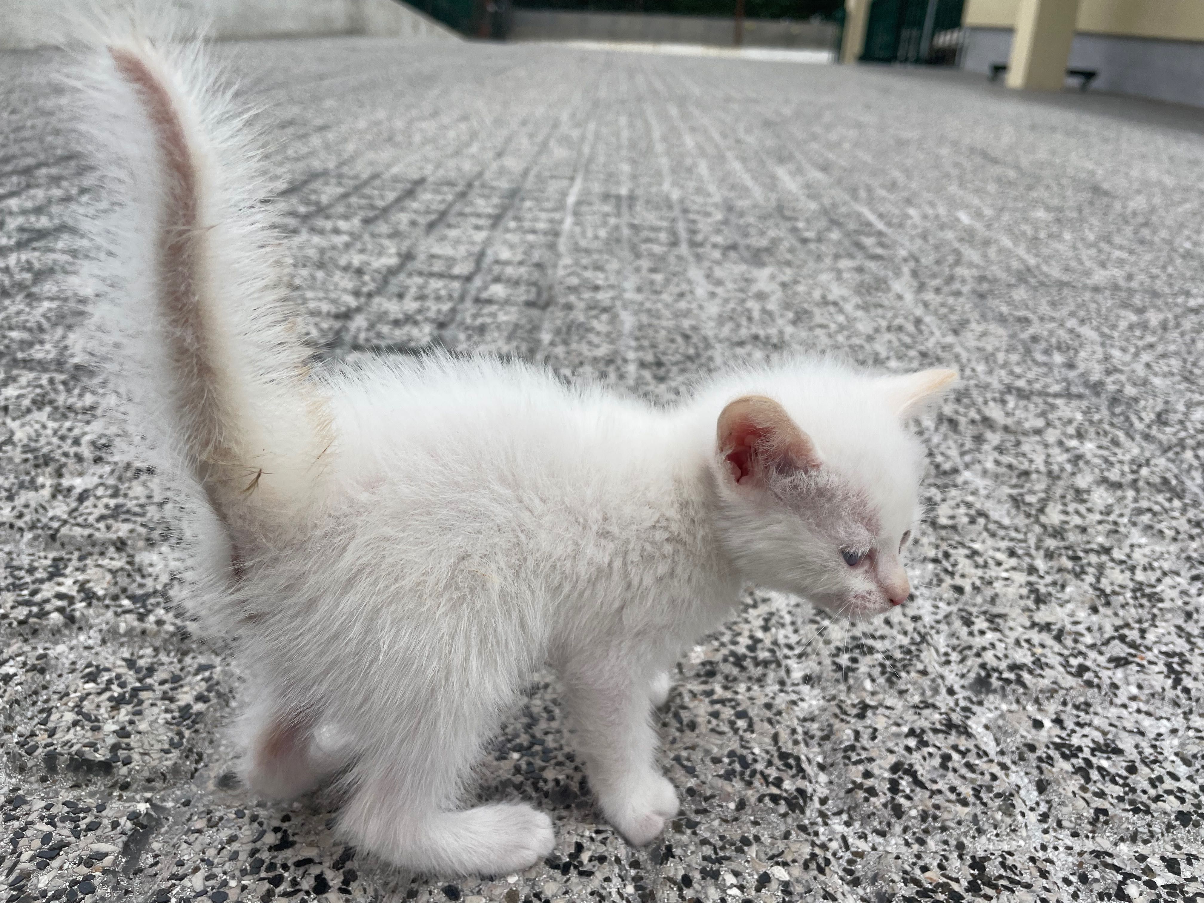 Gatinha com 1 mês para adoção
