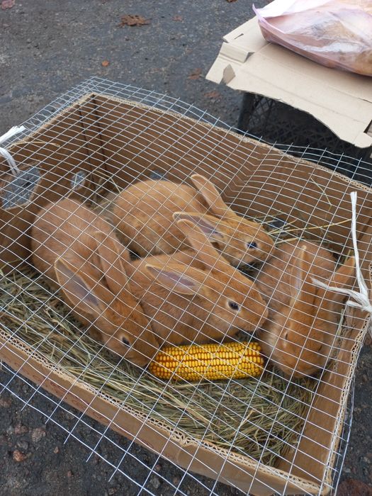 кролики 2-х місячні