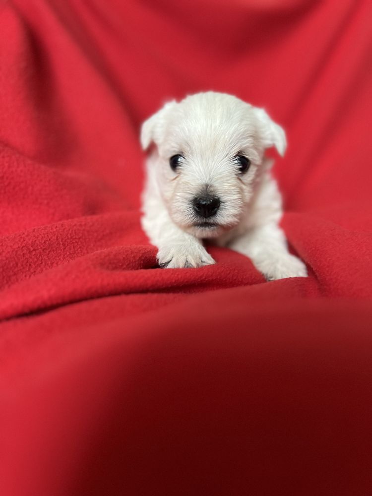 Suczka West Highland White Terrier