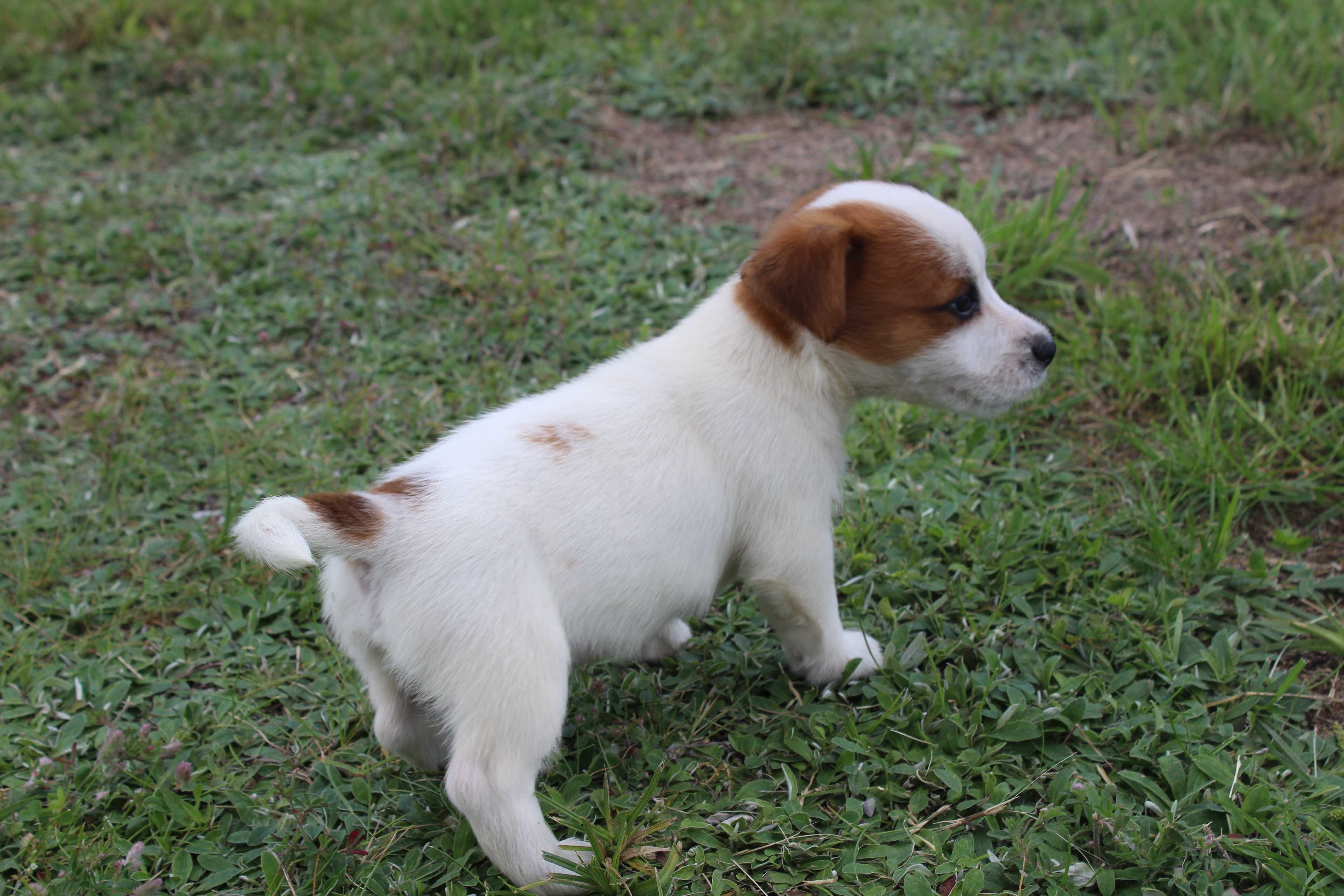 szczeniak Jack Russell Terrier pochodzenie ZKWP FCI