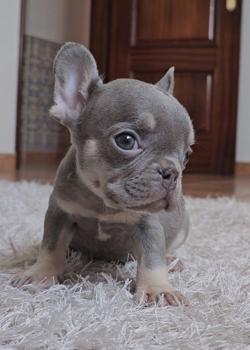 Bulldog Francês macho