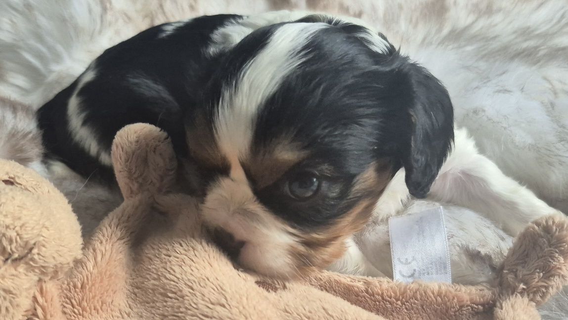 Sunia Cavalier King Charles Spaniel badania