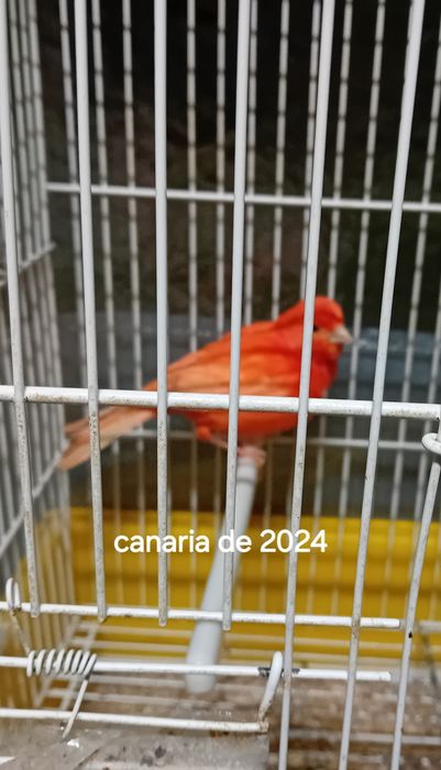Canarias de 2024