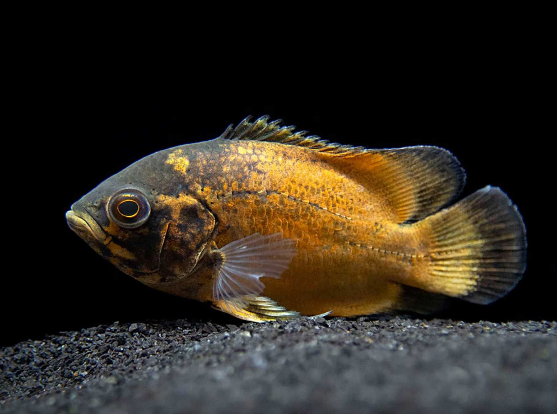 Pielęgnica pawiooka odmiana RED - Astronotus ocellatus - dowóz