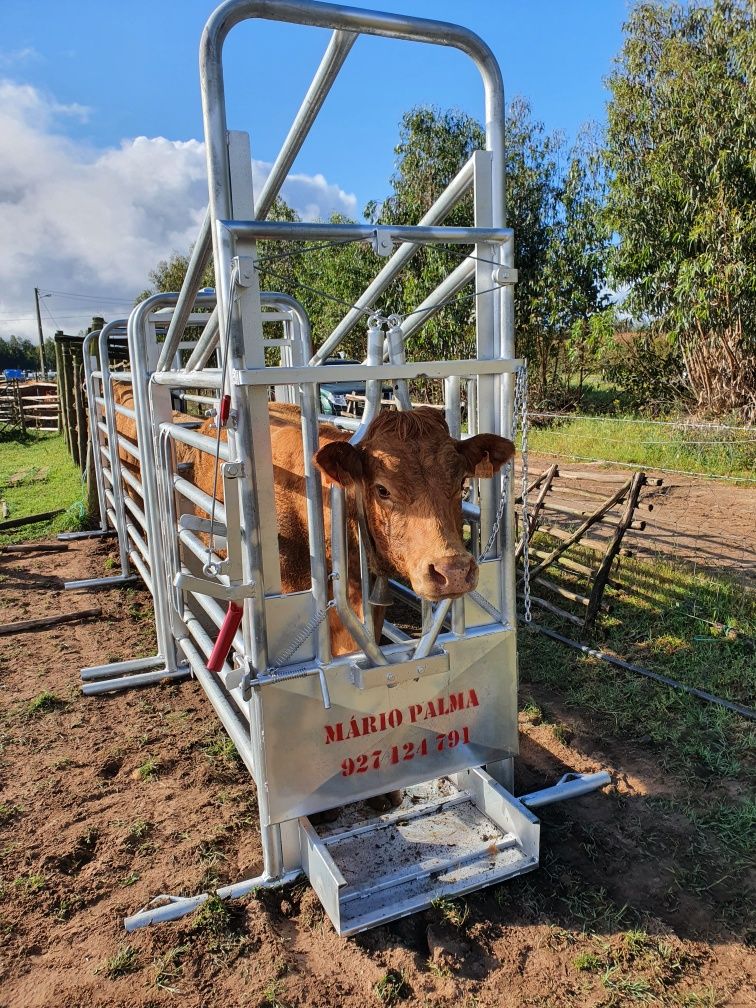 Manga de vacas com tronco