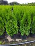 Tuja Szmaragd 120cm donicy Thuja Smaragd