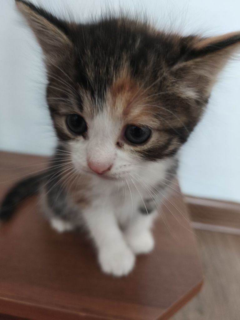 Віддамо в добрі руки кошенята