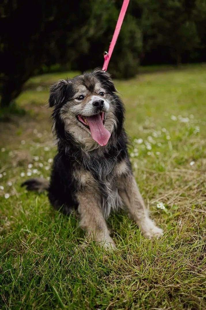 Julianek ,z jastrzębskiego schroniska ,czeka na dom