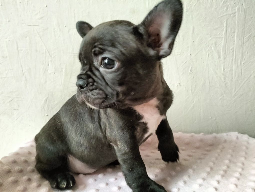 Buldog francuski BLUE