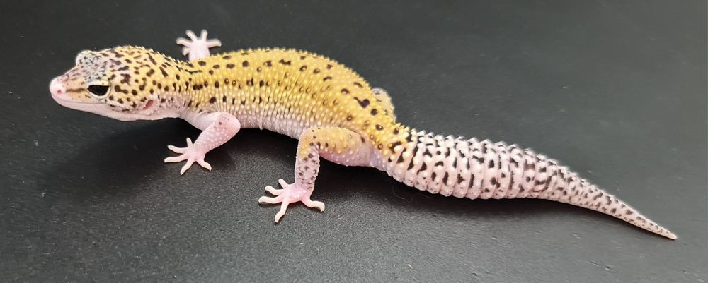 Gekon lamparci Mack Snow Eclipse poss het Tremper
