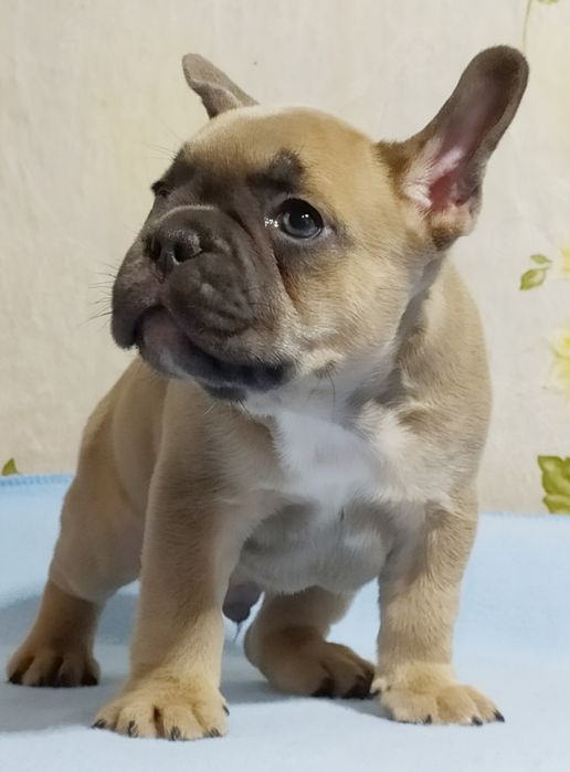 Малыш франичек бульдог