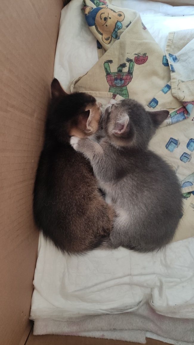 Кошенята шукають дім
