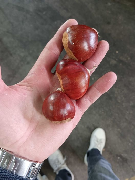 Vendo castanha média da zona de Sernancelhe