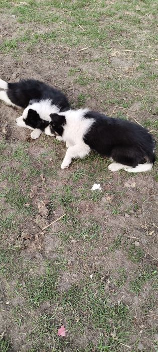 Border Collie ur.09. 06. 2025 ( Suczka  )