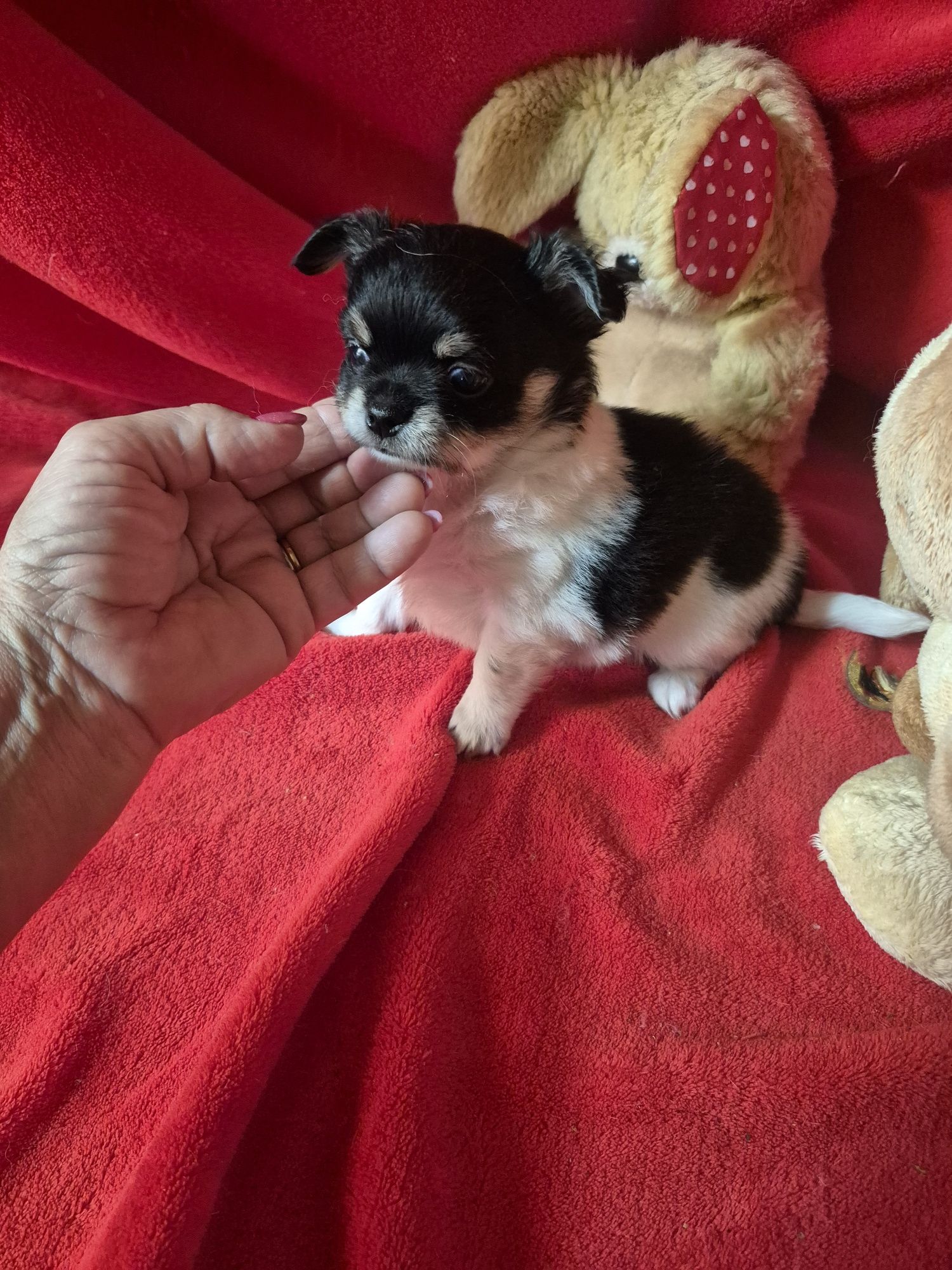 Chihuahua Macho Mini Com Lop pêlo comprido Criadora Registada PT 3088
