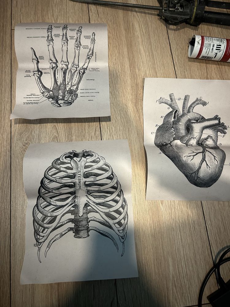 Anatomiczne plakaty a4