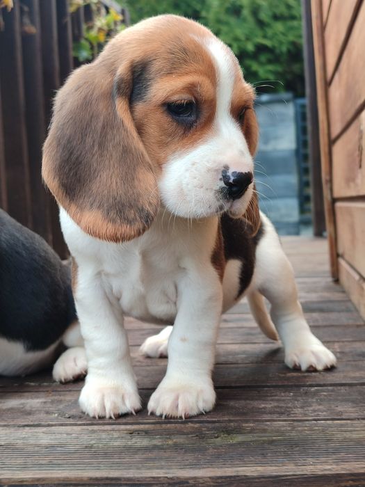 Szczeniak rasy Beagle