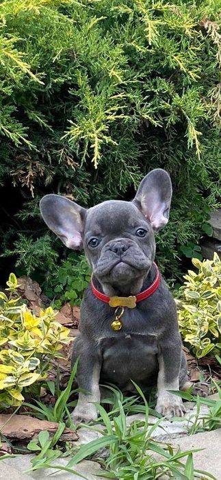 Девочка французкий бульдок