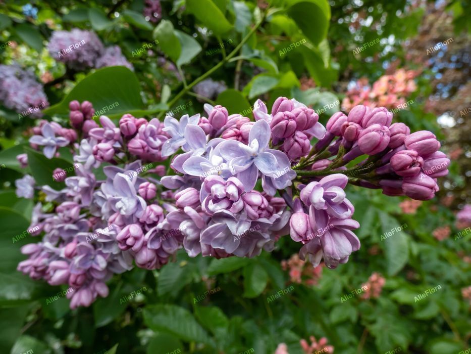 Bez, Lilak pospolity 'Katherine Havemeyer' (Syringa vulgaris) P13