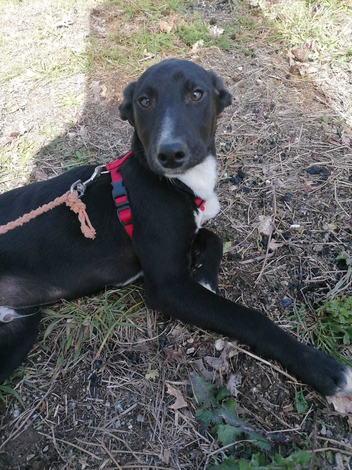 Cachorrinho para adoção responsável