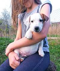 Jack Russell Terrier gładkowłosy ZKwP FCI