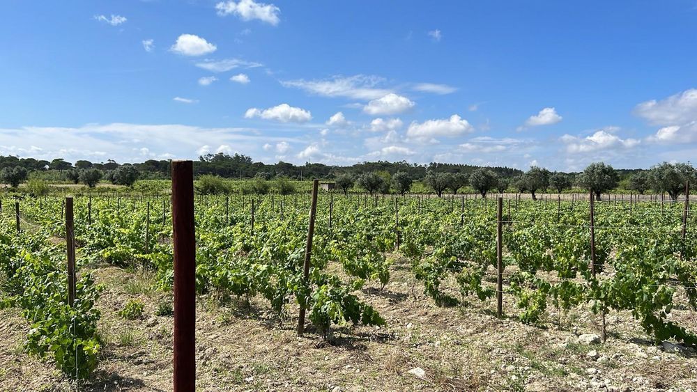 Vinha Produção em Pleno