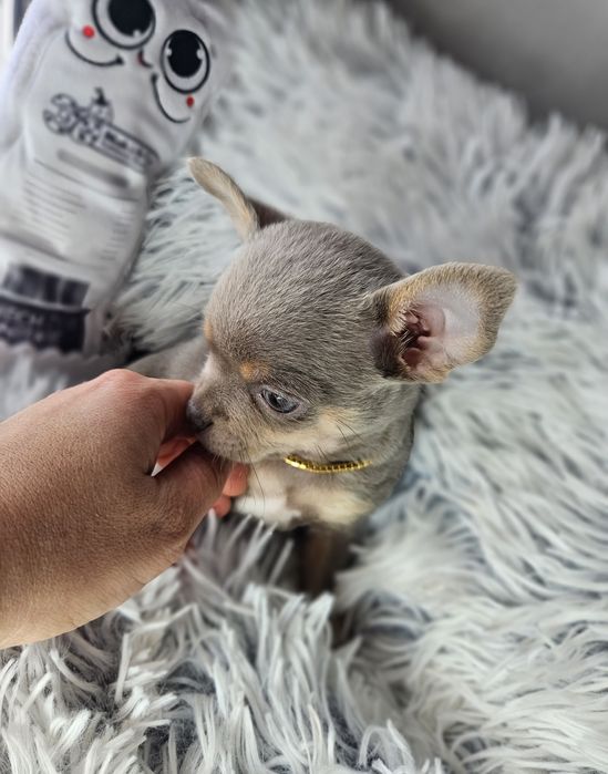 Mini Piesek chihuahua